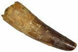Fossil Spinosaurus Tooth - Real Dinosaur Tooth #360124-1